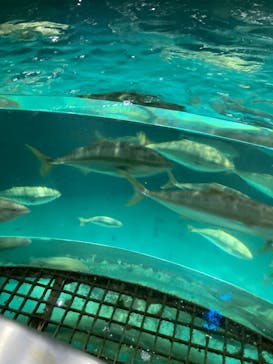 城崎マリンワールドに投稿された画像（2023/1/10）