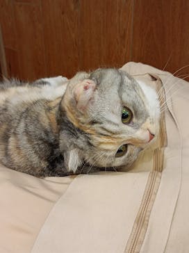 猫カフェモカ　池袋東口店に投稿された画像（2023/1/10）