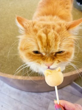 猫カフェモカ　池袋東口店に投稿された画像（2023/1/10）