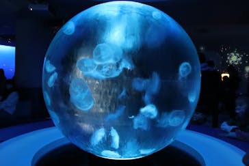 新江ノ島水族館に投稿された画像（2023/1/10）