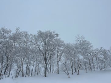 スキージャム勝山に投稿された画像（2023/1/10）