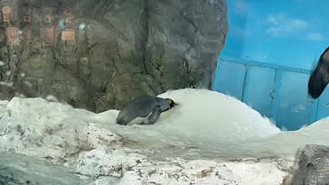 鴨川シーワールドに投稿された画像（2023/1/10）