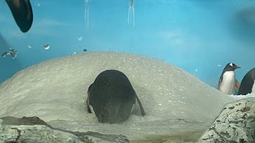 鴨川シーワールドに投稿された画像（2023/1/10）