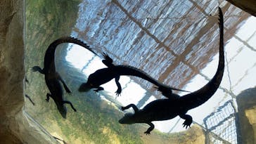 熱川バナナワニ園に投稿された画像（2023/1/10）