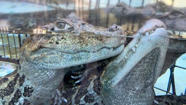 熱川バナナワニ園に投稿された画像（2023/1/10）