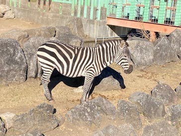 伊豆アニマルキングダムに投稿された画像（2023/1/10）