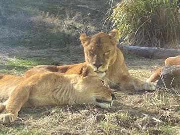 伊豆アニマルキングダムに投稿された画像（2023/1/10）