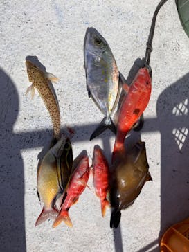 沖縄海うさぎ・海あしびに投稿された画像（2023/1/10）