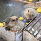 那須どうぶつ王国に投稿された画像（2023/1/11）