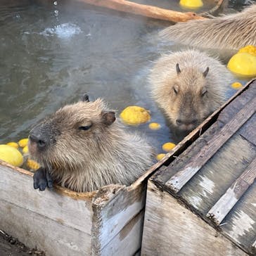 那須どうぶつ王国に投稿された画像（2023/1/10）