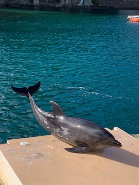 下田海中水族館に投稿された画像（2023/1/11）