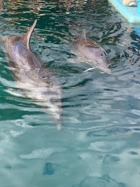 下田海中水族館に投稿された画像（2023/1/11）