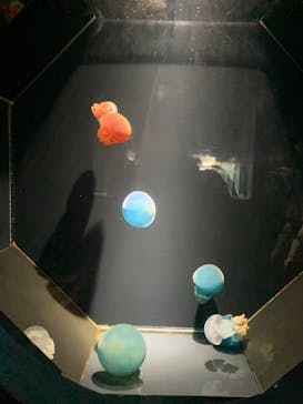 下田海中水族館に投稿された画像（2023/1/11）