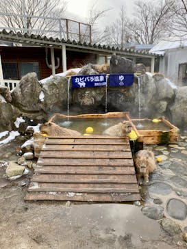 那須どうぶつ王国に投稿された画像（2023/1/11）