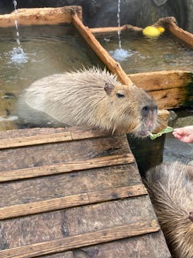 那須どうぶつ王国に投稿された画像（2023/1/11）