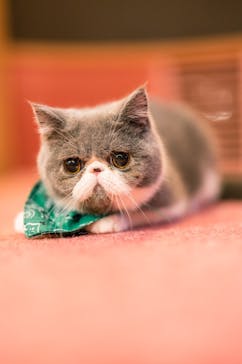 猫カフェモカ 名古屋栄店に投稿された画像（2023/1/11）