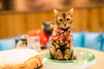 猫カフェモカ 名古屋栄店に投稿された画像（2023/1/11）
