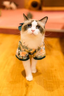 猫カフェモカ 名古屋栄店に投稿された画像（2023/1/11）