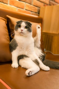 猫カフェモカ 名古屋栄店に投稿された画像（2023/1/11）