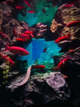 大分マリーンパレス水族館 「うみたまご」に投稿された画像（2023/1/11）