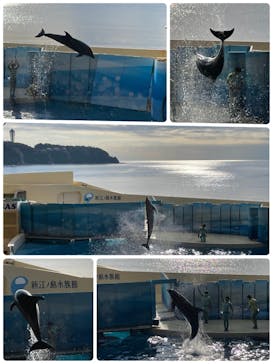 新江ノ島水族館に投稿された画像（2023/1/11）