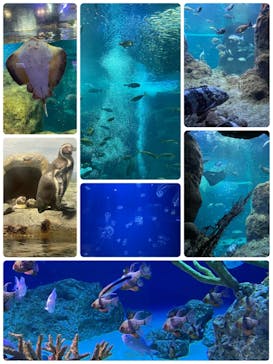 新江ノ島水族館に投稿された画像（2023/1/11）