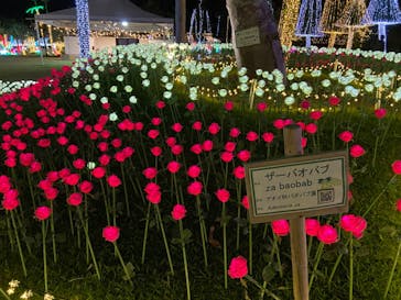 美らヤシパークオキナワ・東南植物楽園に投稿された画像（2023/1/11）