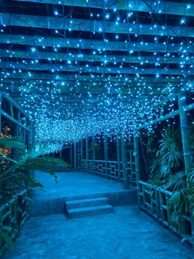 美らヤシパークオキナワ・東南植物楽園に投稿された画像（2023/1/11）