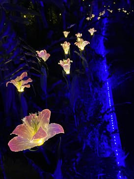 美らヤシパークオキナワ・東南植物楽園に投稿された画像（2023/1/11）