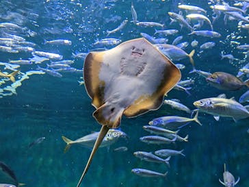 四国水族館に投稿された画像（2023/1/11）