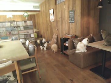 猫カフェモカ　池袋東口店に投稿された画像（2023/1/11）