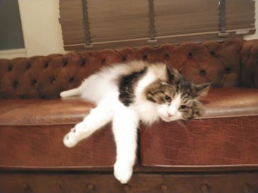 猫カフェモカ　池袋東口店に投稿された画像（2023/1/11）