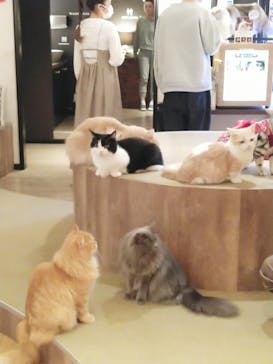 猫カフェモカ　池袋東口店に投稿された画像（2023/1/11）