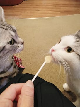 猫カフェモカ　池袋東口店に投稿された画像（2023/1/11）