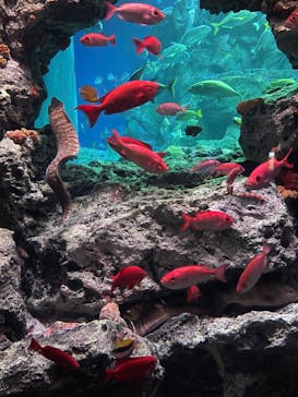 大分マリーンパレス水族館 「うみたまご」に投稿された画像（2023/1/12）