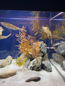 大分マリーンパレス水族館 「うみたまご」に投稿された画像（2023/1/12）