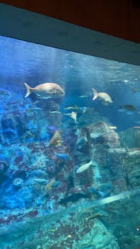 大分マリーンパレス水族館 「うみたまご」に投稿された画像（2023/1/12）