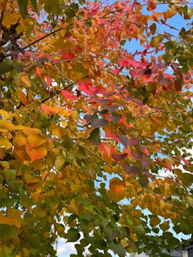 成田の命泉　大和の湯に投稿された画像（2023/1/12）