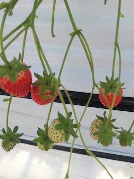 井上寅雄農園に投稿された画像（2023/1/12）