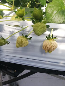 井上寅雄農園に投稿された画像（2023/1/12）