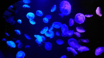 マリンワールド海の中道に投稿された画像（2023/1/12）