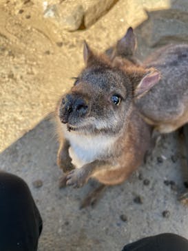 伊豆シャボテン動物公園に投稿された画像（2023/1/12）