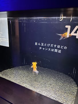 横浜開運水族館 フォーチュンアクアリウムに投稿された画像（2023/1/12）