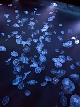 すみだ水族館に投稿された画像（2023/1/12）