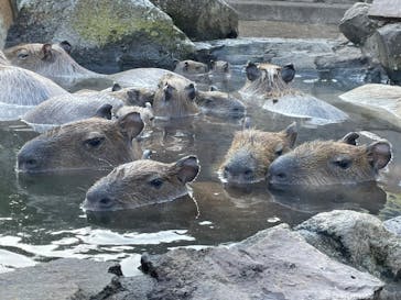 伊豆シャボテン動物公園に投稿された画像（2023/1/12）