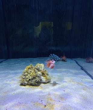 登別マリンパークニクスに投稿された画像（2023/1/13）