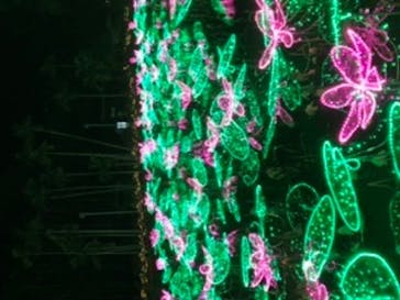 美らヤシパークオキナワ・東南植物楽園に投稿された画像（2023/1/13）