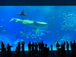 沖縄美ら海水族館に投稿された画像（2023/1/13）