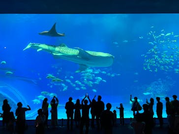 沖縄美ら海水族館に投稿された画像（2023/1/13）