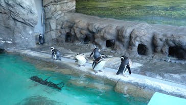 しながわ水族館に投稿された画像（2023/1/13）